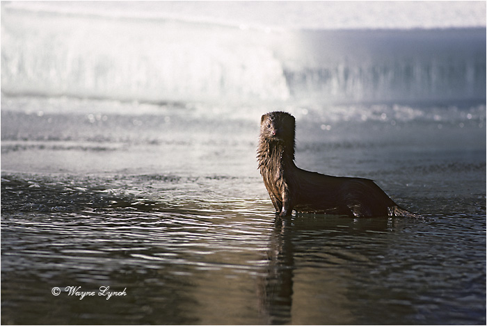 American Mink 107 by Dr. Wayne Lynch &copy;